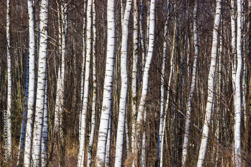 Grove of birch trees with white trunk in spring