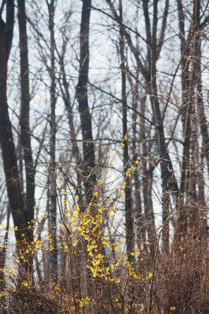 The flowers on the branches of the trees in spring The flowers on the branches of the trees in spring
