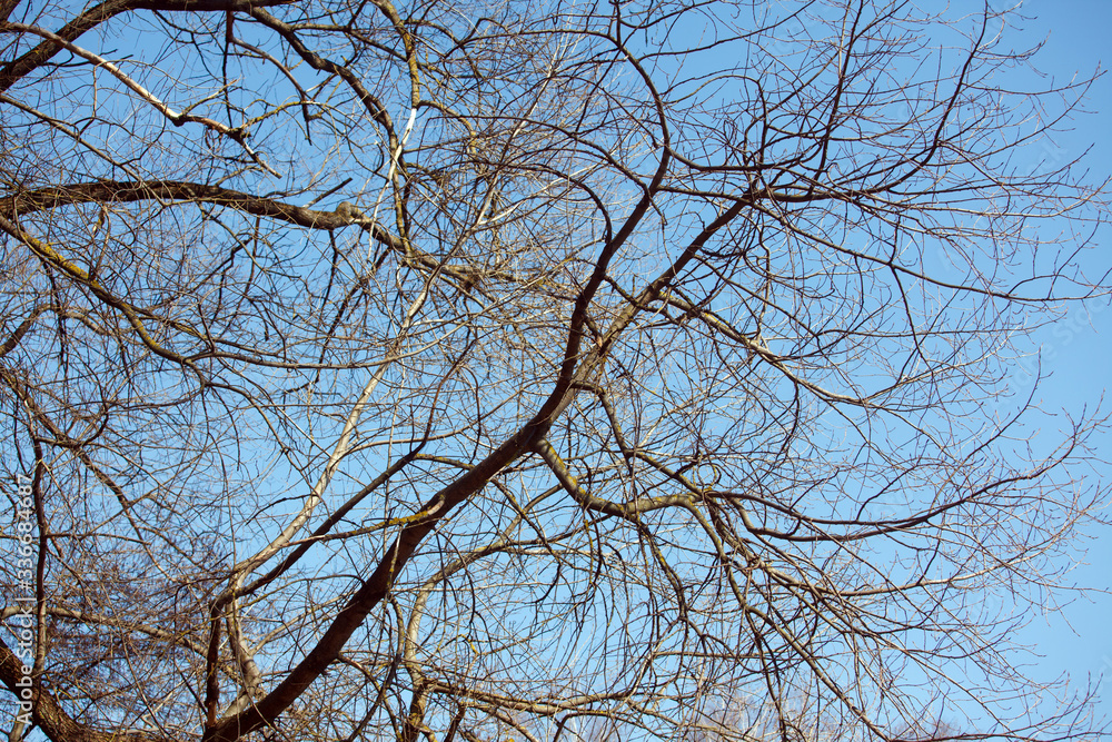 The branches of the trees against the sky in spring The branches of the trees against the sky in spring