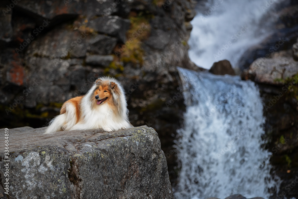 Beautiful dog in a beautiful gorge near a waterfall. Collie on a rock at the waterfall