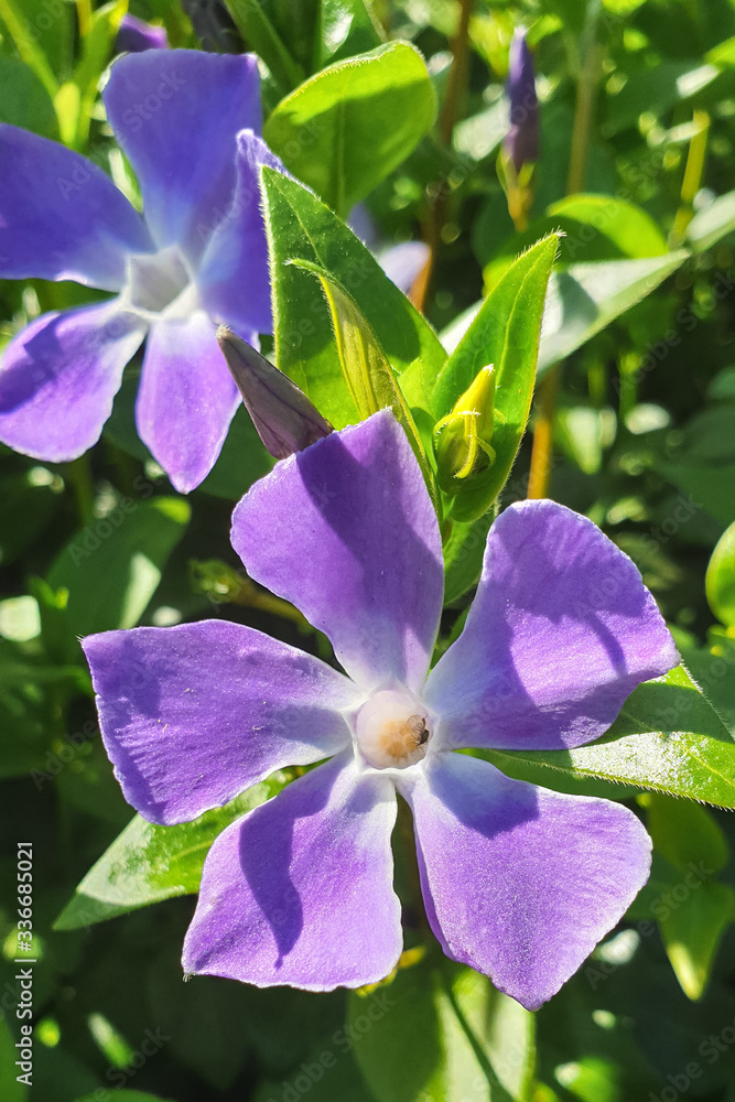 Fototapeta premium Vibrant lila or violet flowers of herbaceous periwinkle (Vinca herbacea)