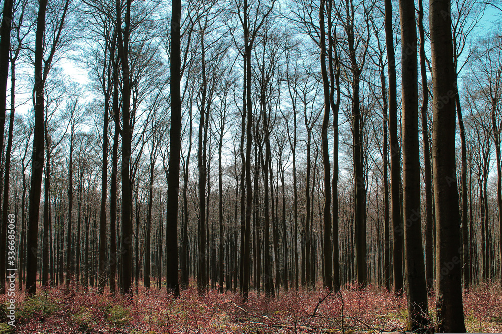 Obraz premium Wald im Frühling 