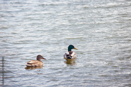 ducks swimming in the water