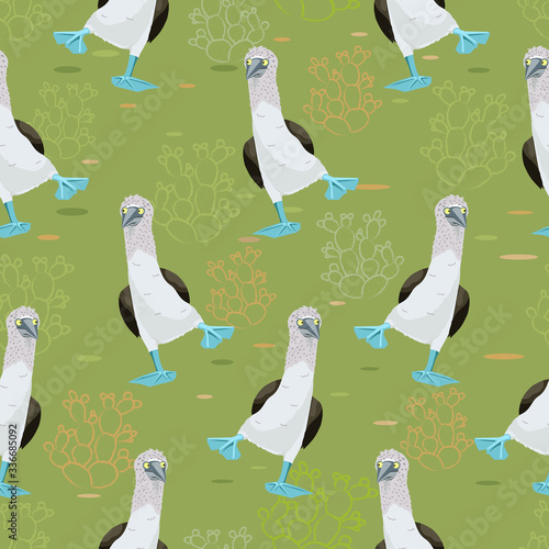 Dancing blue-footed boobies pattern