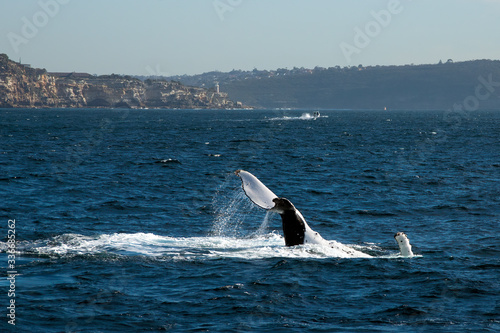 Sydney Australia, whale watching off South Head with coastline in background