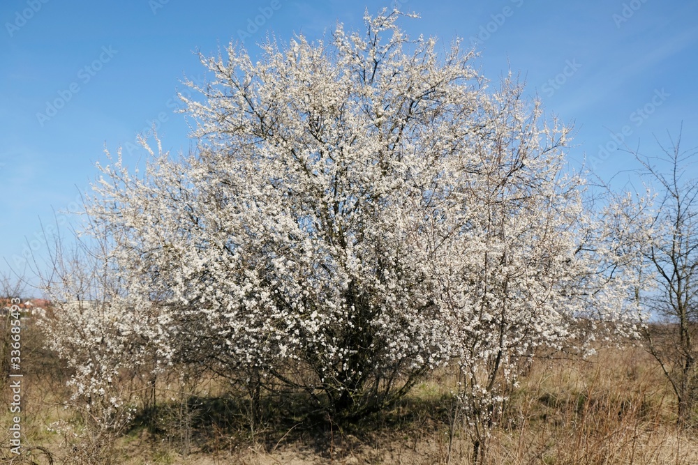 Lonely flowering fruit big tree in spring. White small flowers of Mirabelle plum, also known as mirabelle prune or cherry plum (Prunus domestica subsp. syriaca). Lonely flowering fruit big tree in spring. White small flowers of Mirabelle plum, also known as mirabelle prune or cherry plum (Prunus domestica subsp. syriaca).