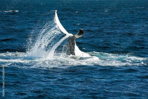 Sydney Australia, whale travelling north on annual migration