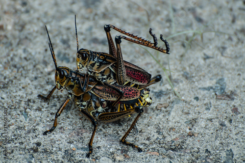 Bug Mates © RHC Photography