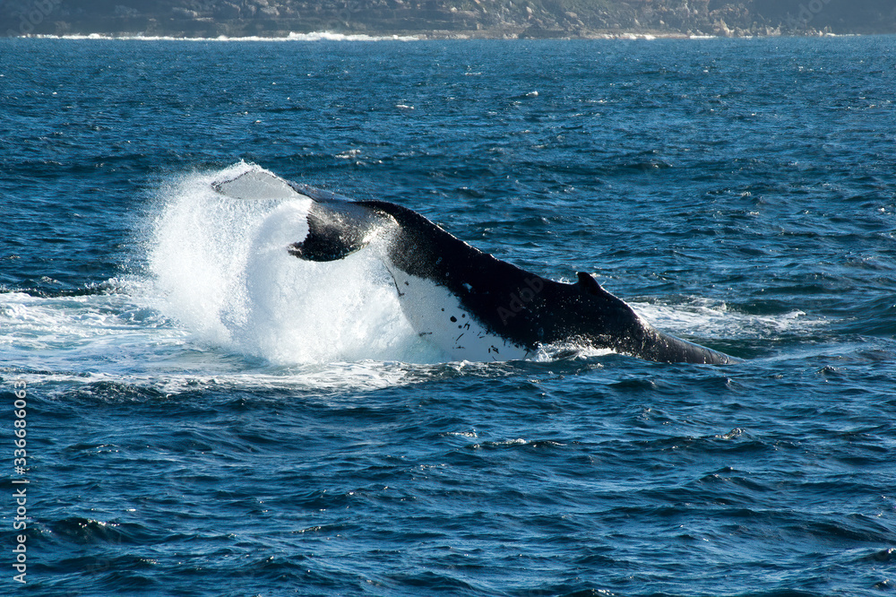 Fototapeta premium Sydney Australia, humpback whale diving during east coast annual migration 