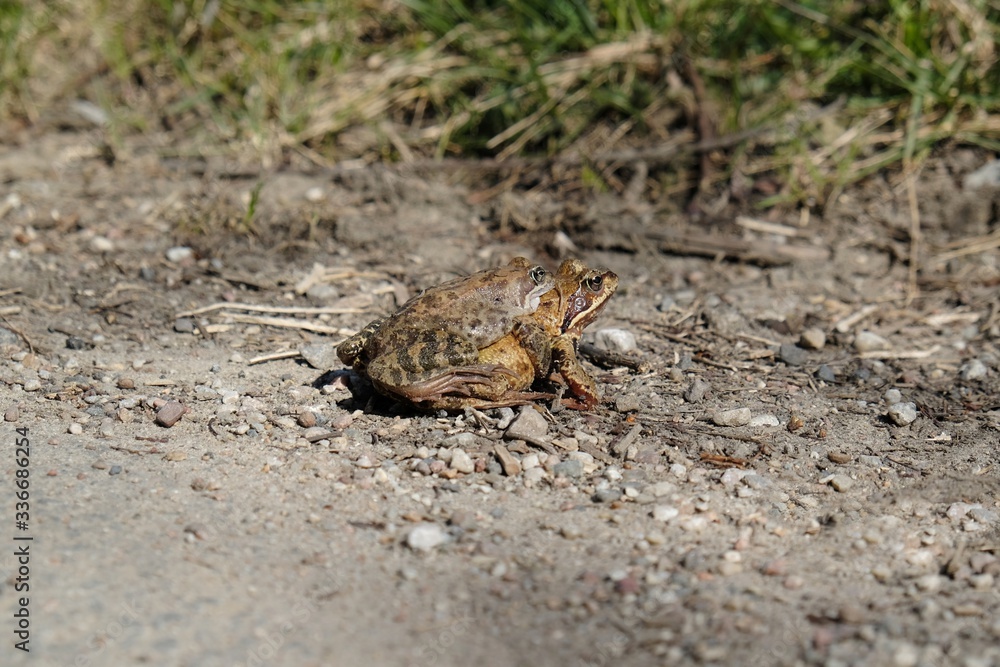 Two frogs during the mating season on the road.