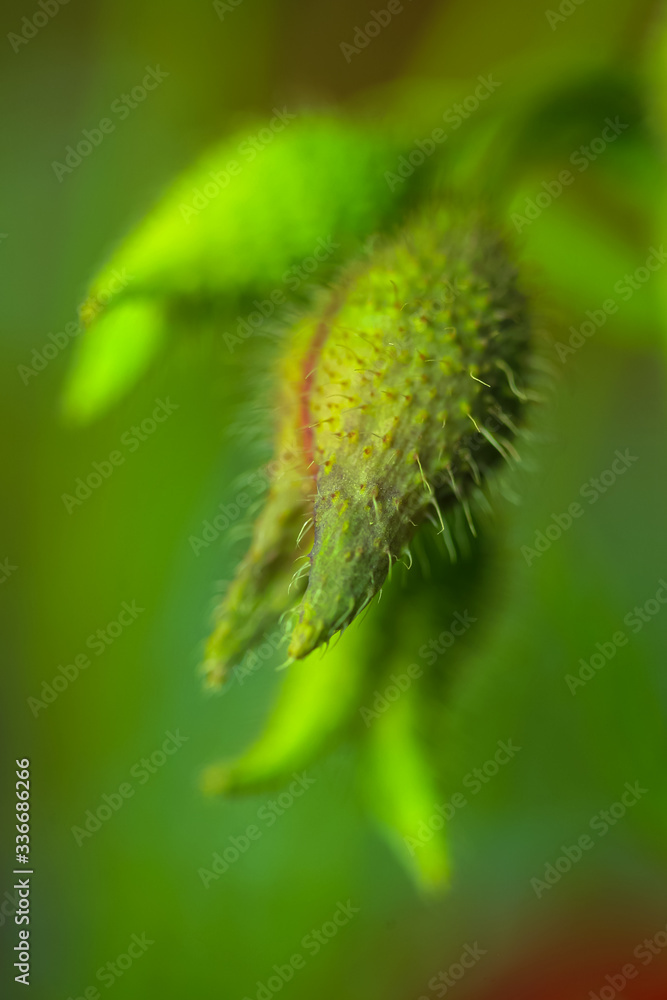 Allphotokz Poppy 20090608 0368 5D S Allphotokz Poppy 20090608 0368 5D S