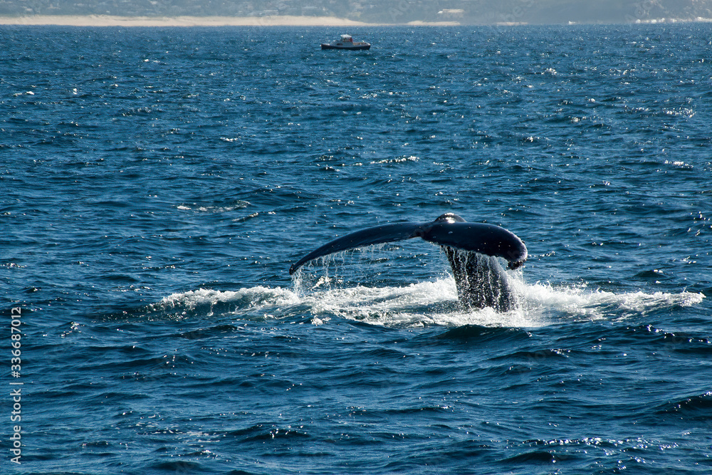 Fototapeta premium Sydney Australia, Humpback whale tail flute with sightseeing boat in background