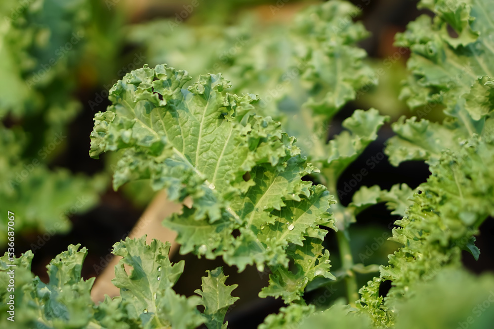 Close up of green curly kale plant in a vegetable garden, Green kale leaves, one of the super foods, beneficial for health lovers. High in antioxidants Close up of green curly kale plant in a vegetable garden, Green kale leaves, one of the super foods, beneficial for health lovers. High in antioxidants