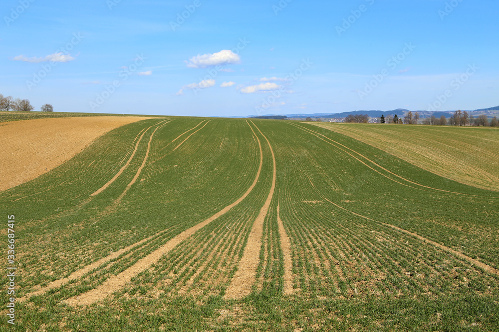 Spring landscape with fields with green plant shoots