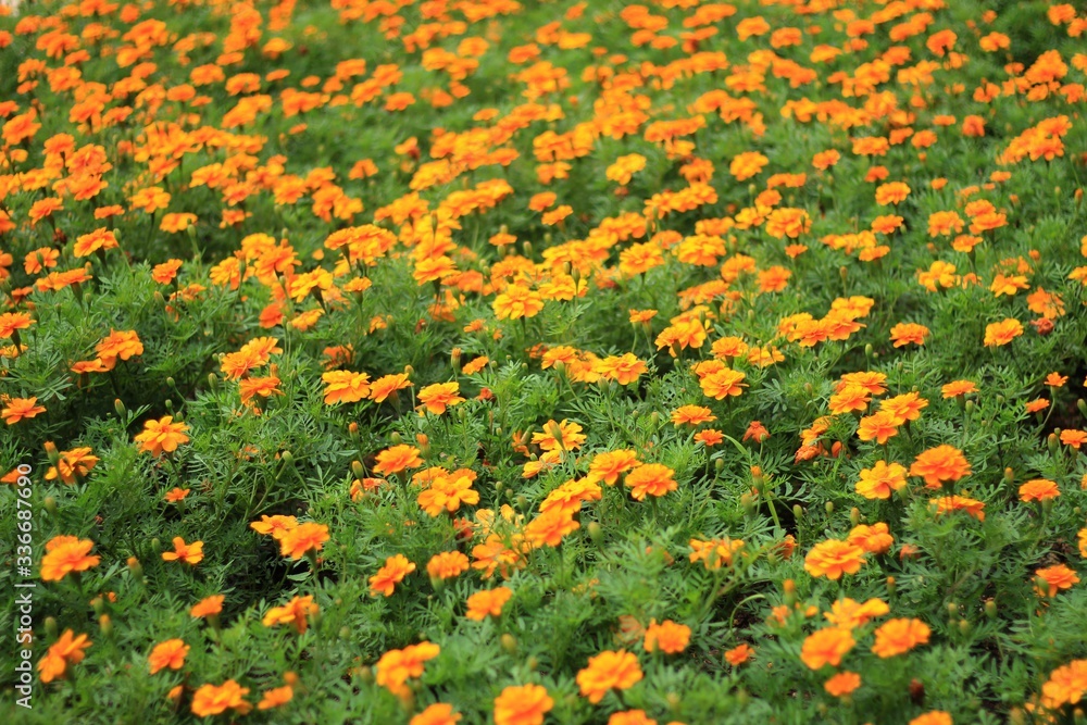 the vivid orange marigold flowers field
