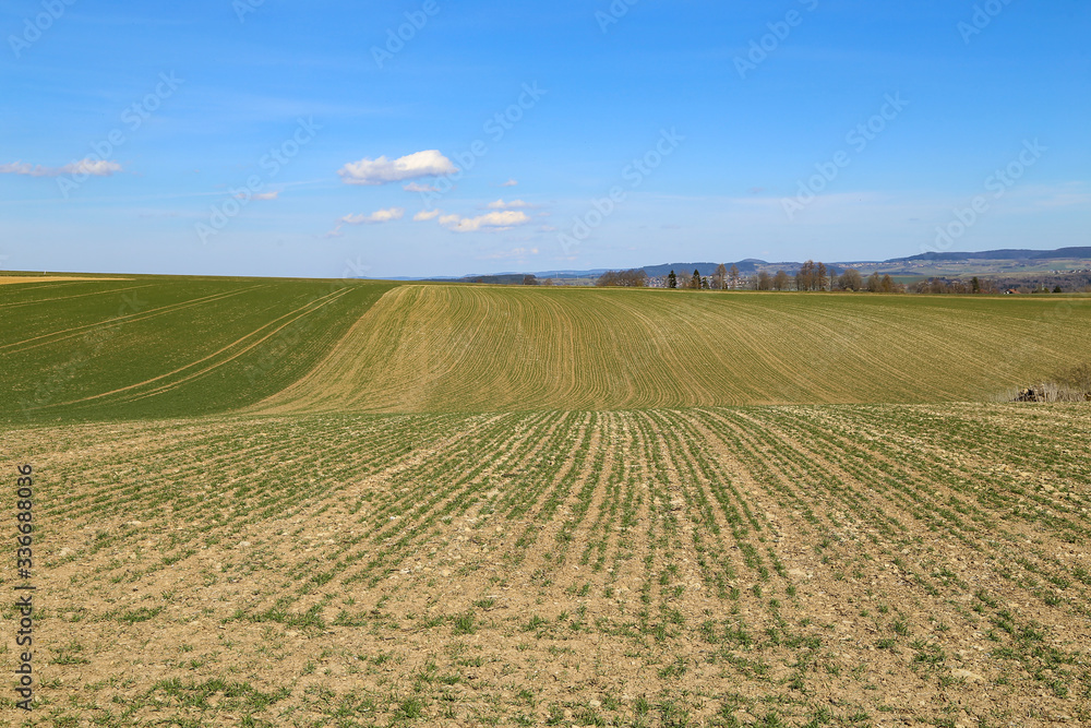Spring landscape with fields with green plant shoots