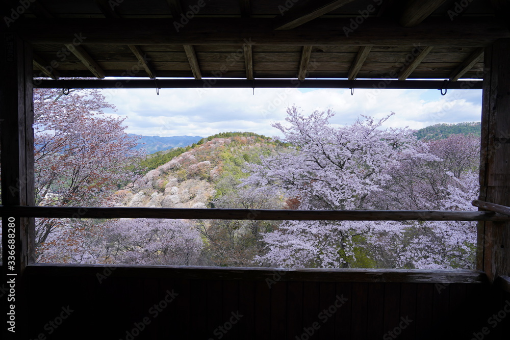 Fototapeta premium 桜