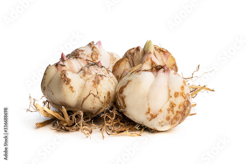 Lily bulbs isolated on white. Ready to plant.