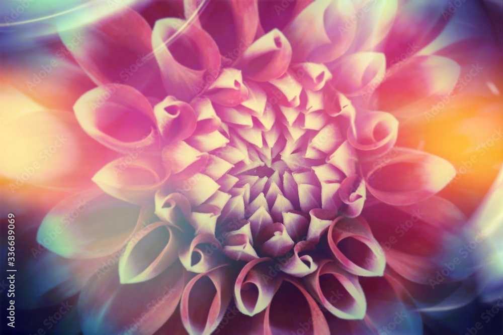 Closeup of a colorful dahlia flower. Abstract illustration background
