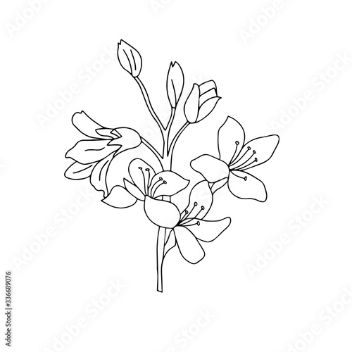 Image of a bouquet of flowers in black and white vector graphics. For the design of postcards  botanical illustrations  wallpapers  phone cases