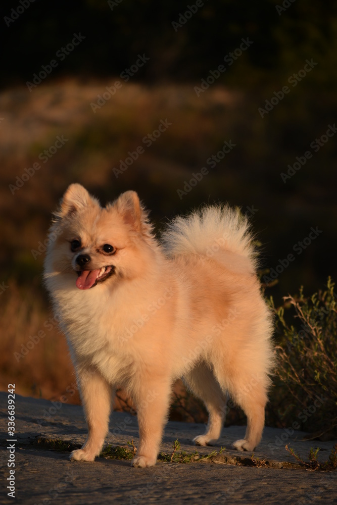 Obraz premium Dog enjoys warm weather