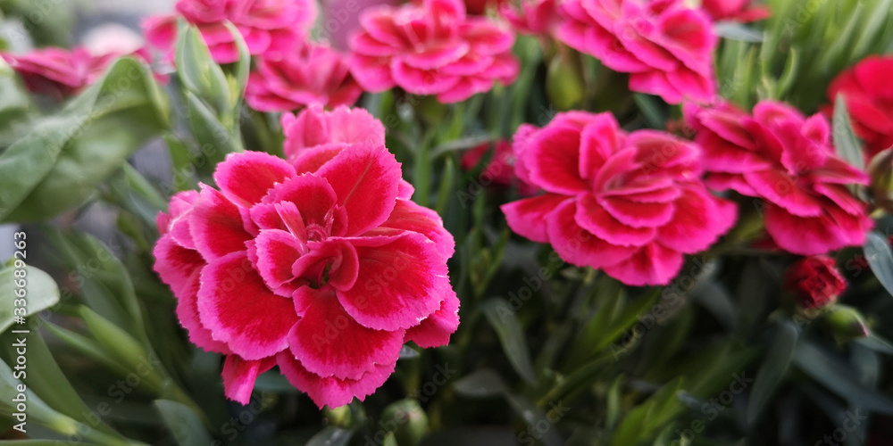 Lush bush of cerise pink Dianthus caryophyllus of Caryophyllaceae,also called EverLast Burgundy Blush,growing in garden,on sunny day.Horizontal banner, selective focus on left flower,close-up Lush bush of cerise pink Dianthus caryophyllus of Caryophyllaceae,also called EverLast Burgundy Blush,growing in garden,on sunny day.Horizontal banner, selective focus on left flower,close-up
