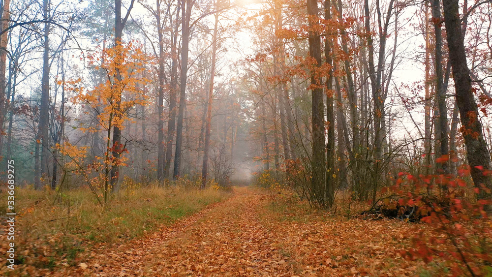 Evening in the warm autumn forest at sunset. Evening in the warm autumn forest at sunset.