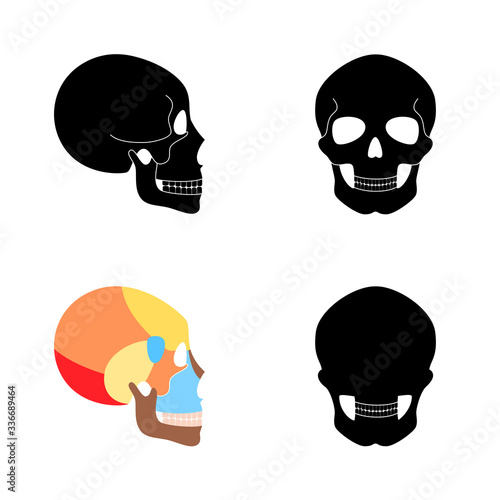 Human skull anatomy