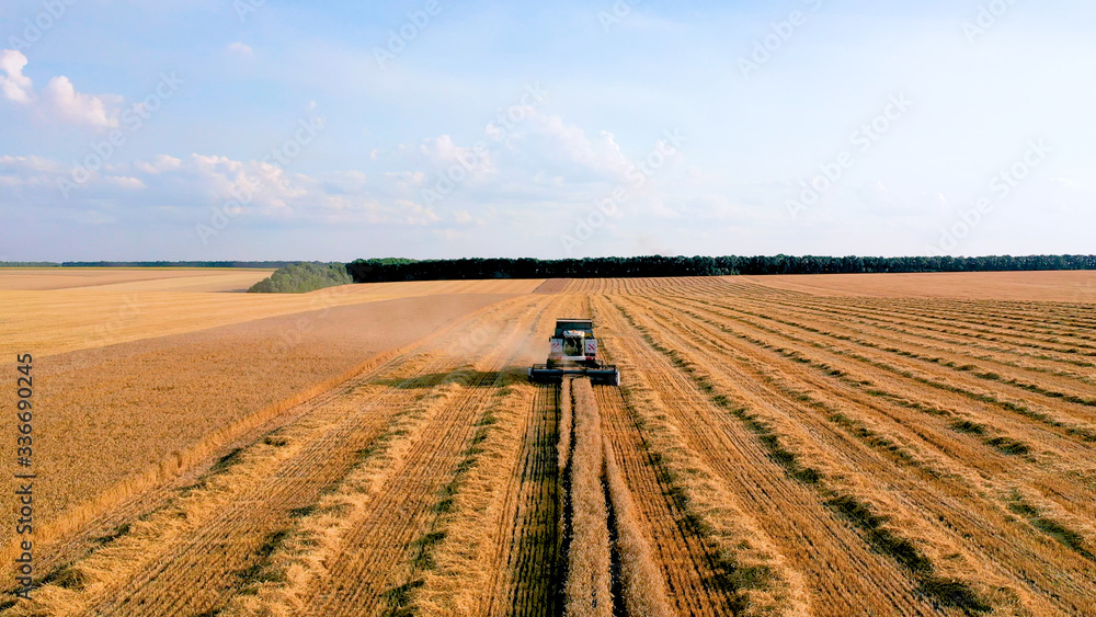 Harvester on the field, harvesting wheat. Drone view.