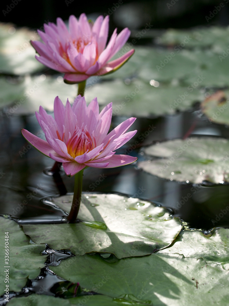 水辺で咲く熱帯睡蓮 ピンクプラッターのピンク色の花 Stock 写真 Adobe Stock 水辺で咲く熱帯睡蓮 ピンクプラッターのピンク色の花 Stock 写真 Adobe Stock