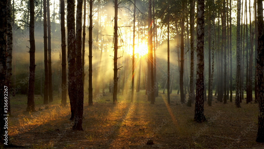 Fototapeta premium A purple, warm sunset in the autumn forest.