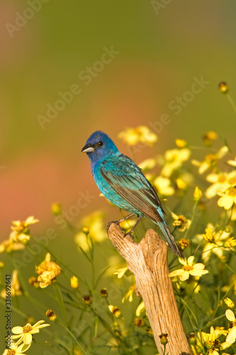 Indigo Bunting adult male taken in southern MN in the wild