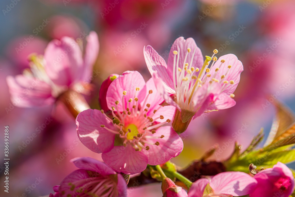 Beautiful wild himalayan cherry flower ( Prunus cerasoides ) Beautiful wild himalayan cherry flower ( Prunus cerasoides )