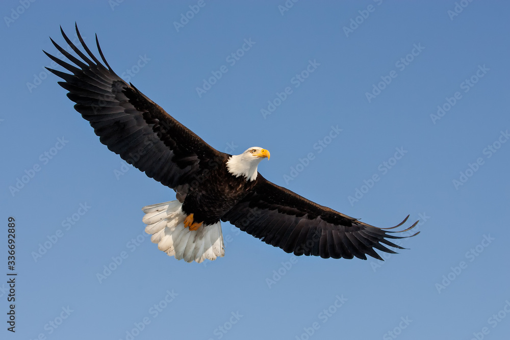 Naklejka premium Bald Eagle in flight taken in Homer Alaska