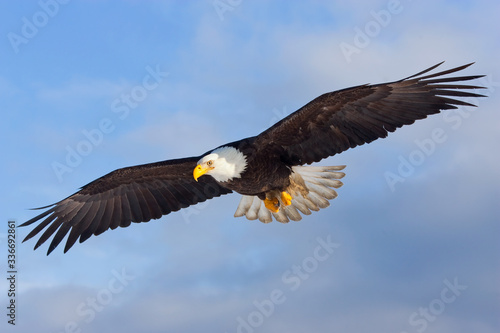Bald Eagle adult in flight taken in Homer Alaska