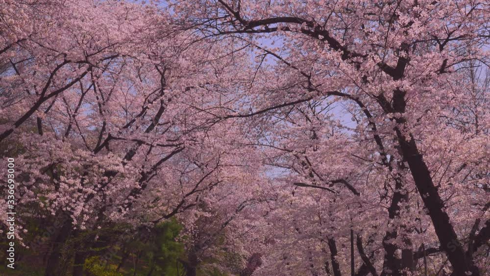 Cherry Blossom Trees on Spring Day Sakura Cherry Blossom Trees on Spring Day Sakura