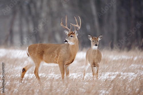 Foto White-tailed Deer, Odocoileus virginianus