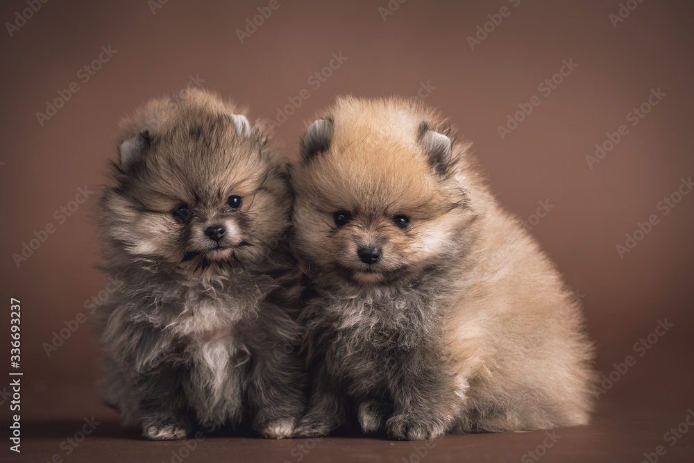Cute little Pomeranian puppy on brown background Cute little Pomeranian puppy on brown background