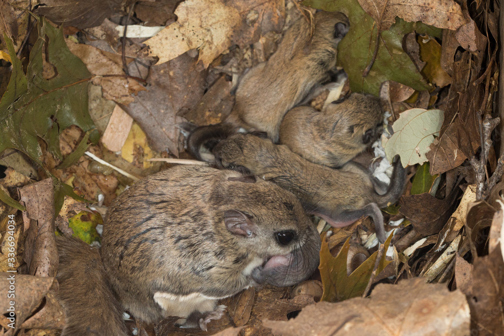 Obraz premium Southern Flying Squirrel mother in nest box with babies taken in southern MN under controlled conditions