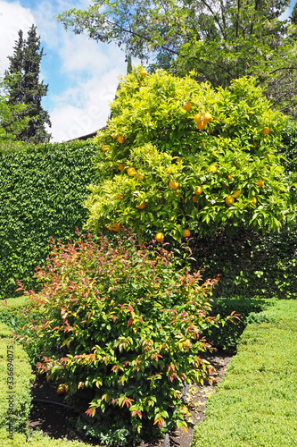 The orange tree with oranges and the green shrub in the garden on the sunny day in the old European town.