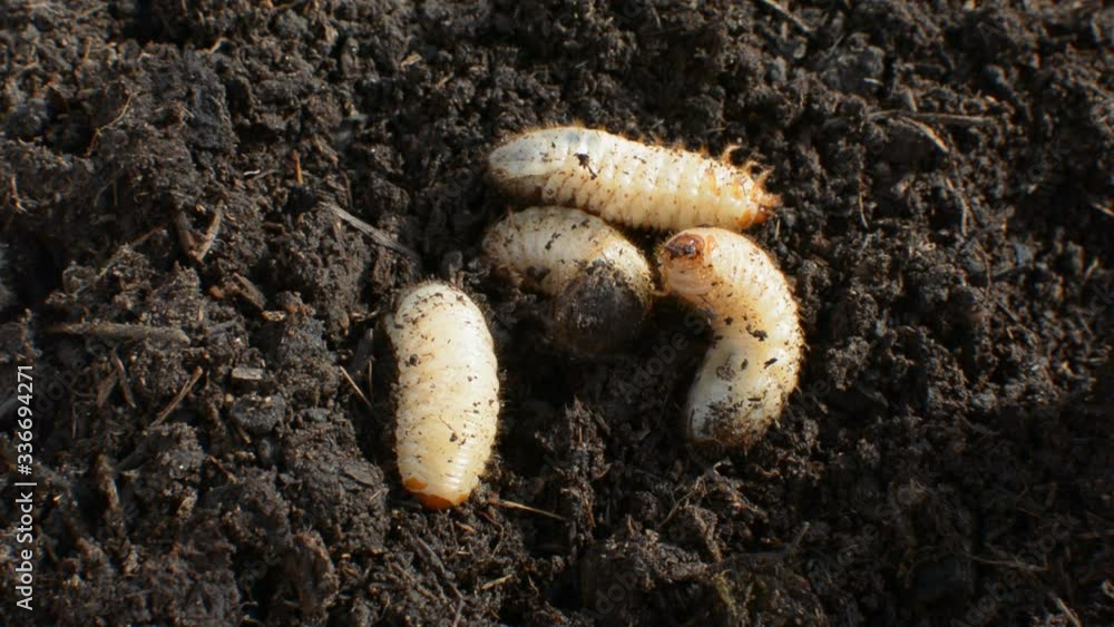 large beetle larvae crawl in the soil and dig in the ground large beetle larvae crawl in the soil and dig in the ground