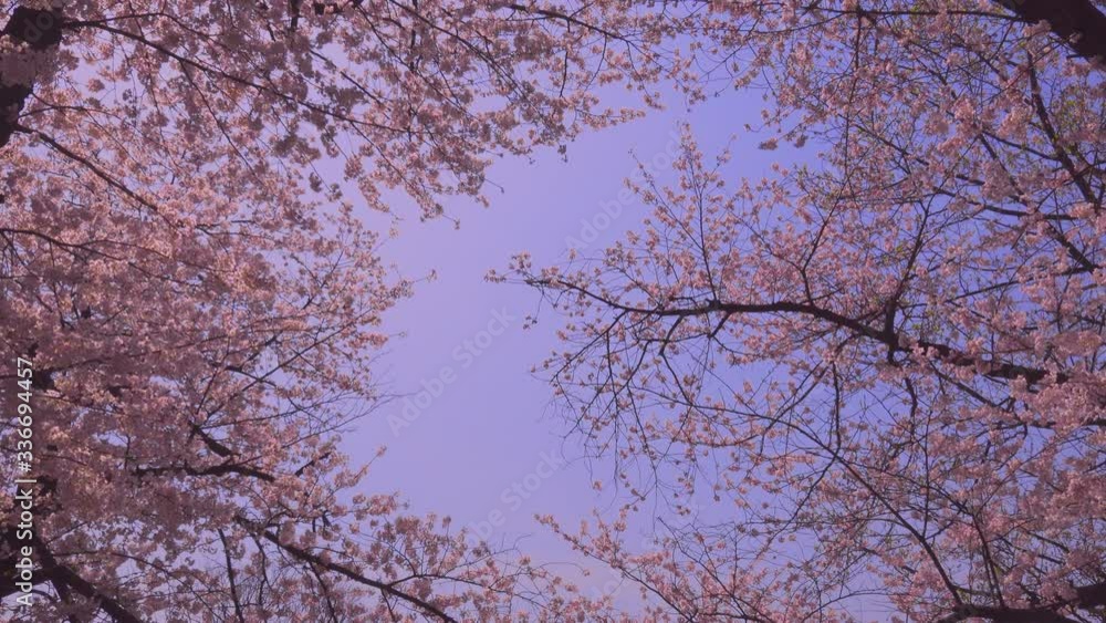 Cherry Blossom Trees on Spring Day Sakura Cherry Blossom Trees on Spring Day Sakura