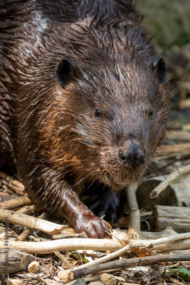 American Beaver adult out of water taken in southern MN American Beaver adult out of water taken in southern MN