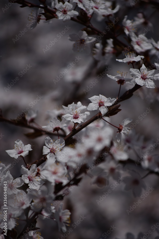 Spring has come flowers grow, warm, beautiful Spring has come flowers grow, warm, beautiful