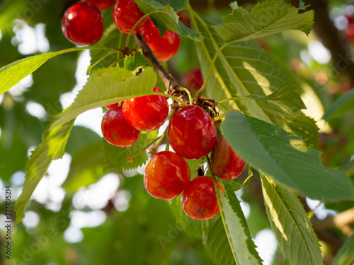 Cherry tree with juicy red fruits
