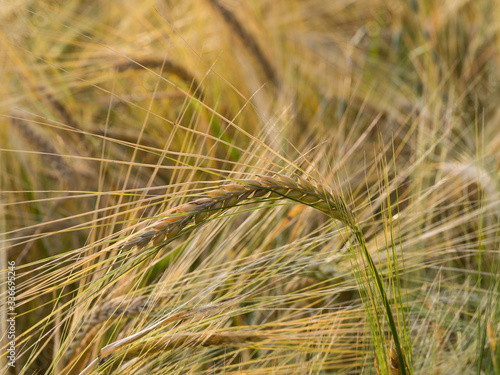 Barley (Hordeum vulgare) closeup of barley with ears bowed