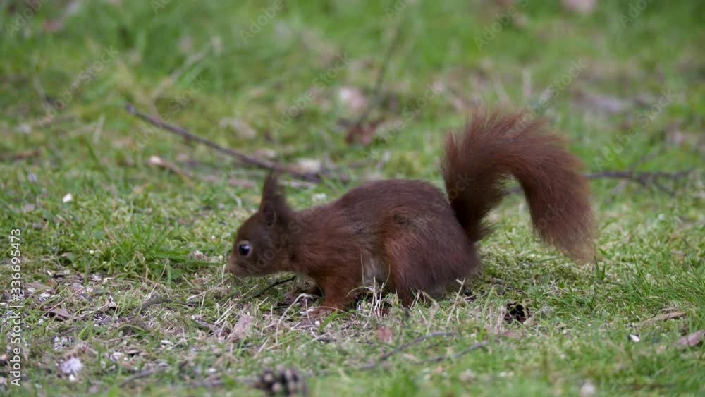 A Red Squirrel feeding on the grass. Close up shot.
