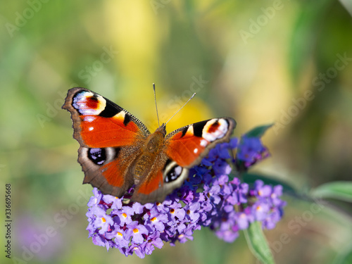 European peacock butterfly (Aglais Io) sitting on Buddleja davidii