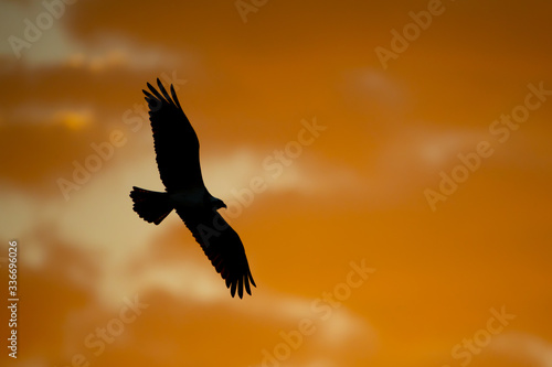 Osprey flying at sunrsie taken in Central FL