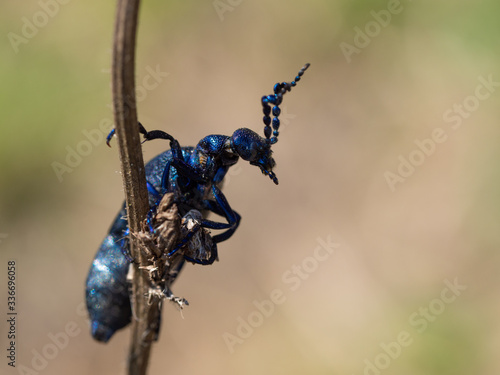 Detail of Meloe proscarabaeus oil beetle, black beetle on plant photo